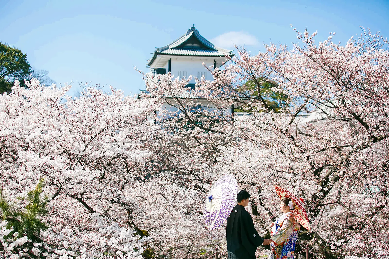 金沢城の桜を背景に和装姿の新郎新婦が撮影する春のフォトウェディング