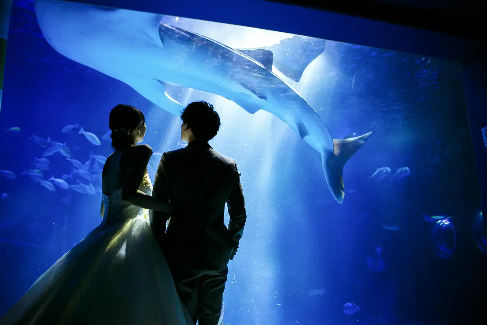 のとじま水族館の大水槽前でドレス姿の新郎新婦が撮影するフォトウェディング