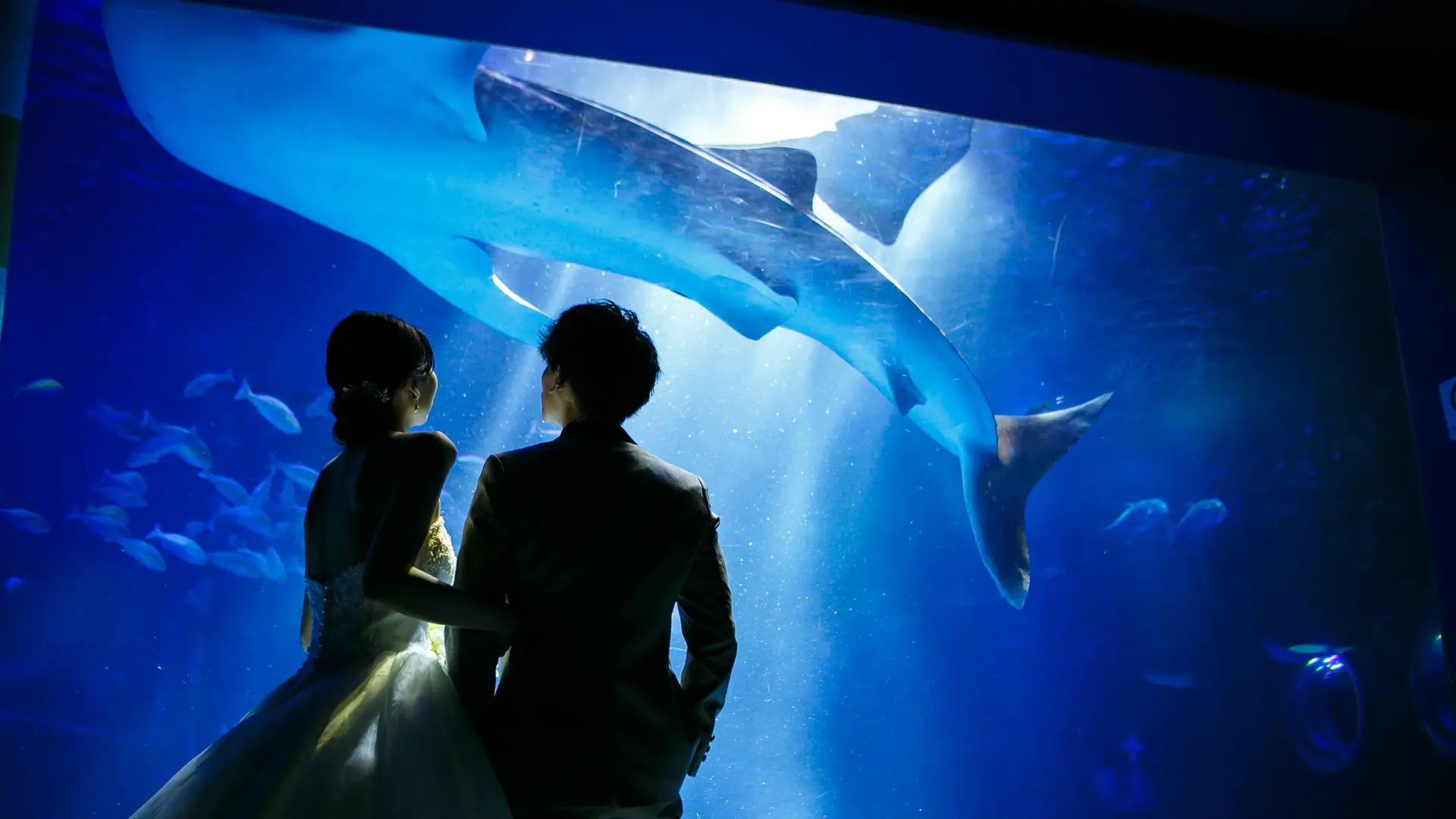 のとじま水族館の大水槽前で、ジンベエザメが頭上を泳ぐ中、寄り添って見つめるウェディングドレスとタキシード姿の新郎新婦のシルエットフォト。